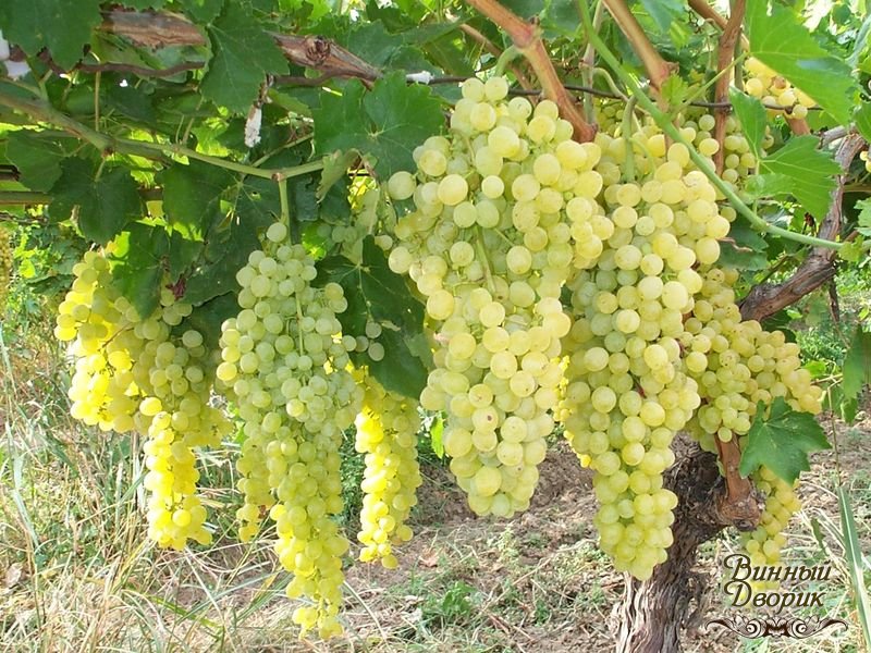 chardonnay